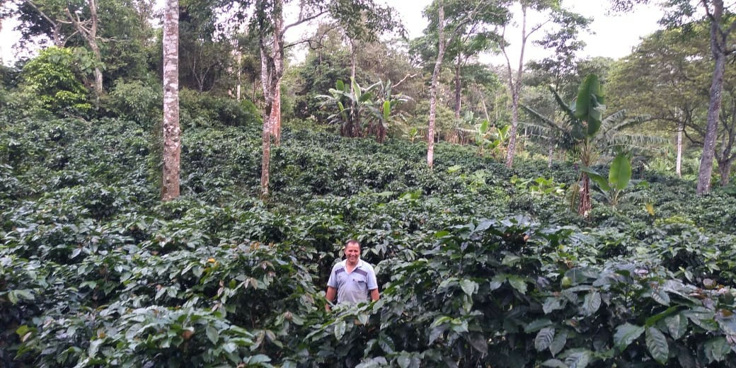 Vision Frutos del bosque